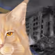 pets see war