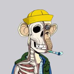 Anatomy Science Ape Club #3180