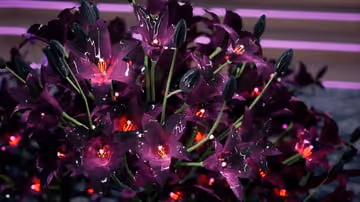 Item #52890545178984107233010252335843901677733841828576548989562413436929399359766 Media