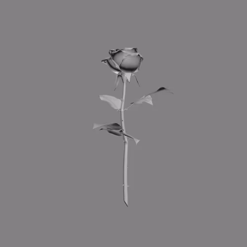Rose By Kim Laughton