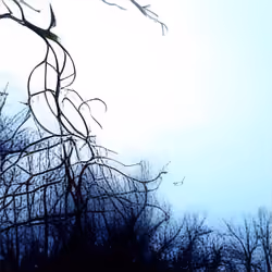 Forgotten Memory #115