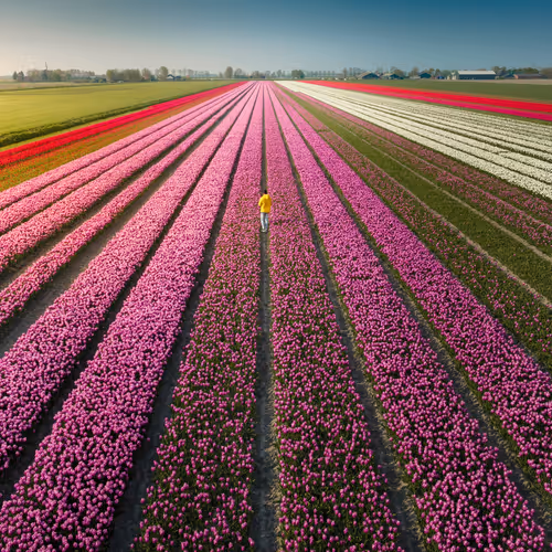 Nick de Jonge Editions (ERC1155)