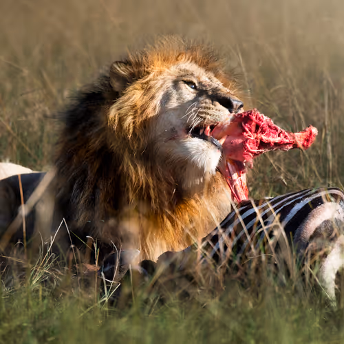 Wrath Of A King By Silkswati