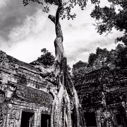 Genesis: The Archives