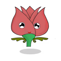 Tulipa chroma