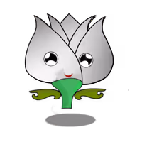 Tulipa argentum