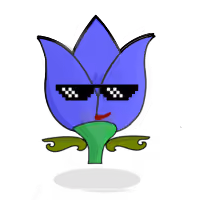Tulipa mediocris