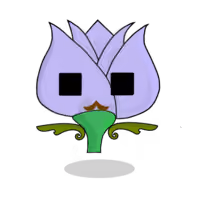 Tulipa chroma