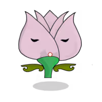 Tulipa chroma