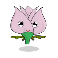 Tulipa chroma