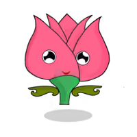 Tulipa chroma