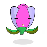 Tulipa dichroma