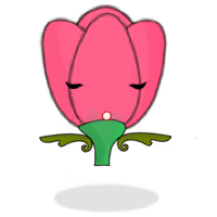 Tulipa chroma