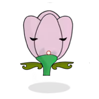 Tulipa chroma