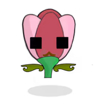Tulipa dichroma
