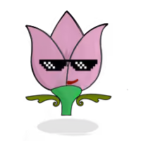 Tulipa mediocris