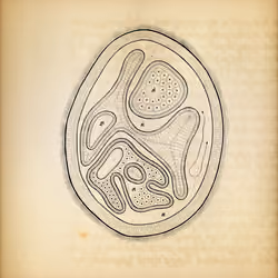 Cytographia #73
