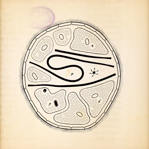 Cytographia By Golan Levin