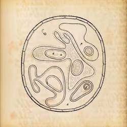 Cytographia #162