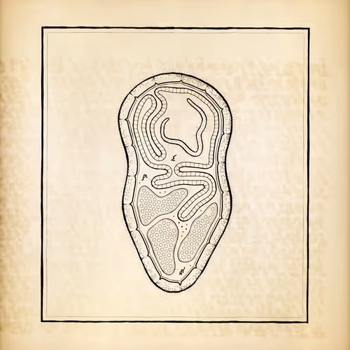 Cytographia By Golan Levin