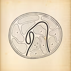 Cytographia #350