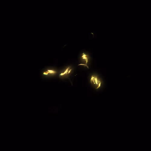 Item #424000176 Media