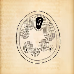 Cytographia #101