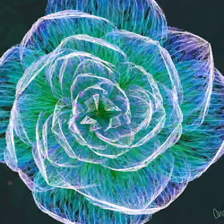 Fleur #295