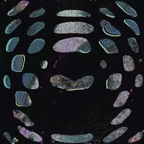 Item #416000008 Media