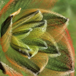 Fleur #63