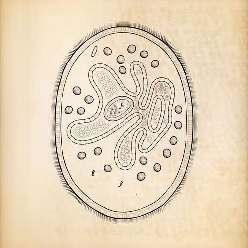 Cytographia By Golan Levin