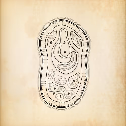 Item #487000215 Media