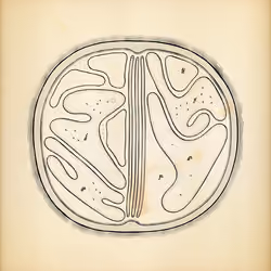 Cytographia #219
