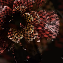 Fleur #216
