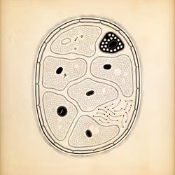 Cytographia #108
