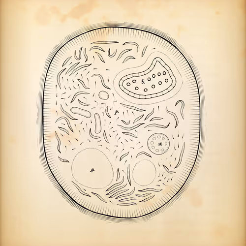 Cytographia By Golan Levin