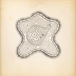 Cytographia #313