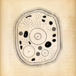 Cytographia #172