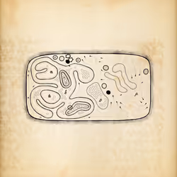 Cytographia #161