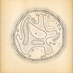 Cytographia #94