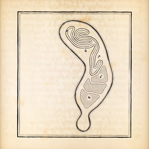 Item #487000376 Media