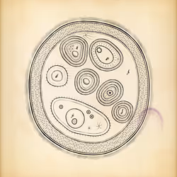 Cytographia #157