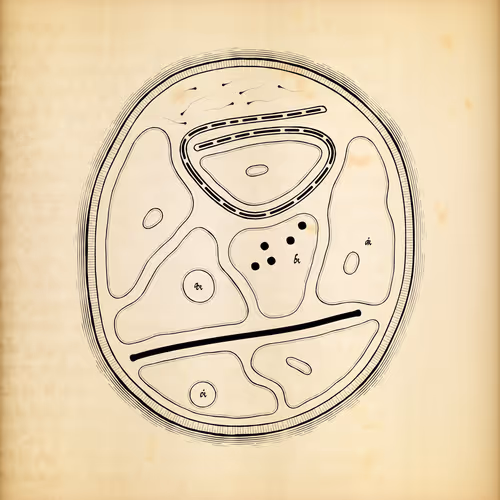 Cytographia By Golan Levin