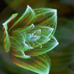 Fleur #248