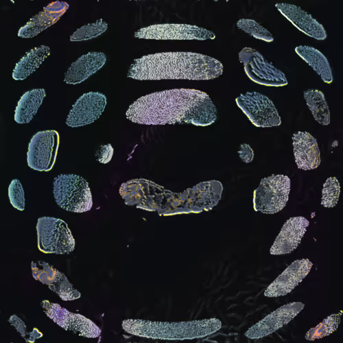 Item #416000008 Media