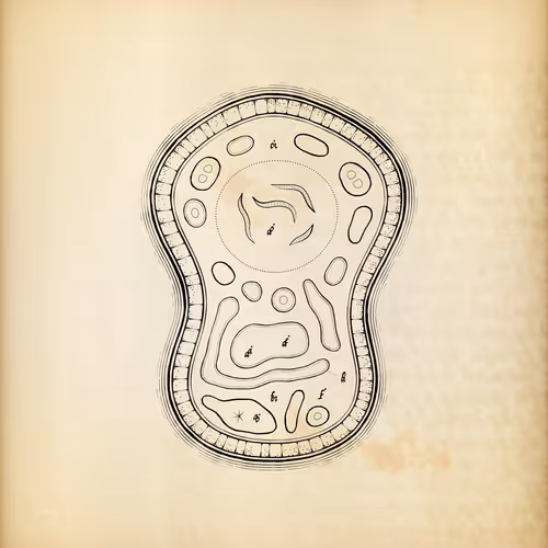 Item #487000340 Media