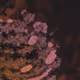 458000081