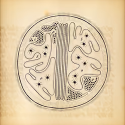 Cytographia #167