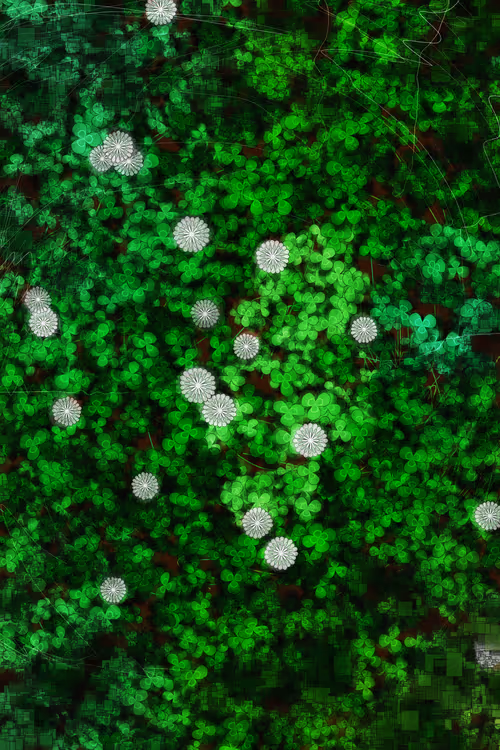 Item #478000008 Media