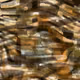 409000038